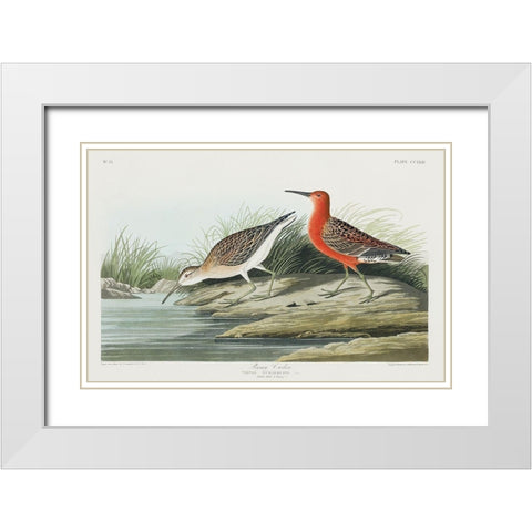 Pigmy curlew White Modern Wood Framed Art Print with Double Matting by Audubon, John James