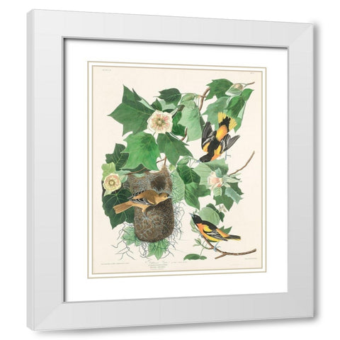 Baltimore Oriole White Modern Wood Framed Art Print with Double Matting by Audubon, John James