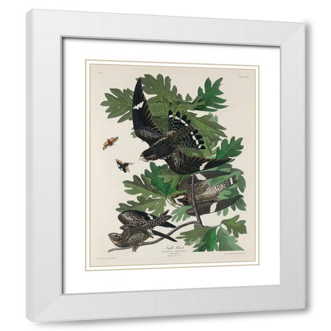Night Hawk White Modern Wood Framed Art Print with Double Matting by Audubon, John James
