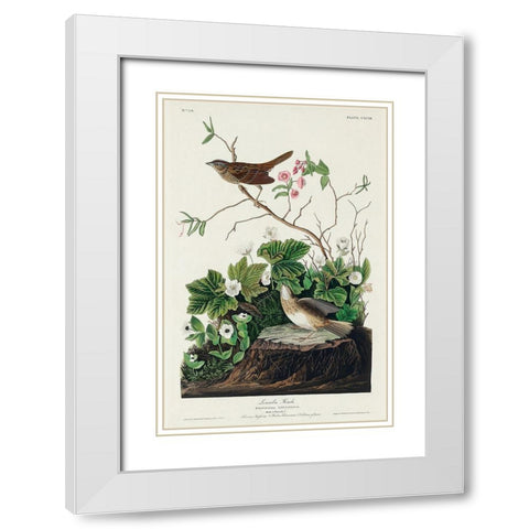 Lincoln Finch White Modern Wood Framed Art Print with Double Matting by Audubon, John James