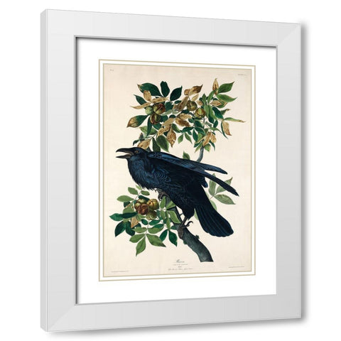 Raven White Modern Wood Framed Art Print with Double Matting by Audubon, John James