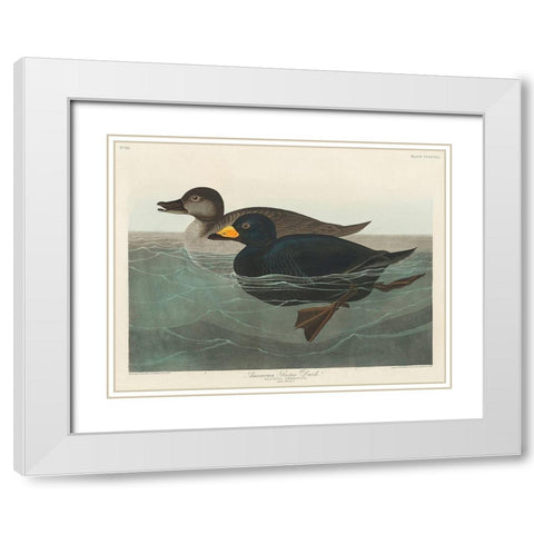 American Scoter Duck White Modern Wood Framed Art Print with Double Matting by Audubon, John James