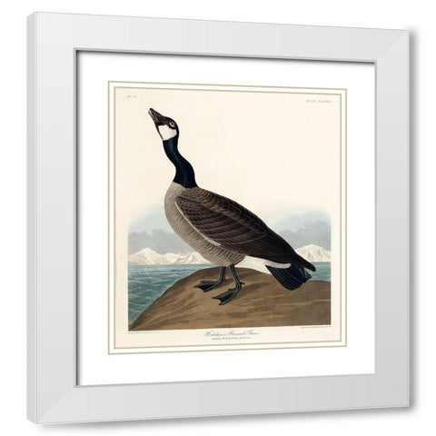 Hutchinss Barnacle Goose White Modern Wood Framed Art Print with Double Matting by Audubon, John James