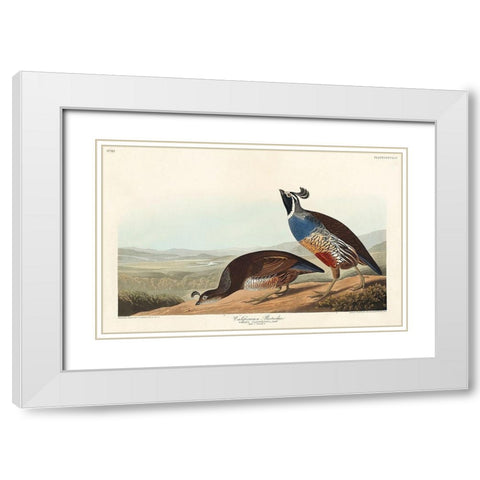 California Partridge White Modern Wood Framed Art Print with Double Matting by Audubon, John James