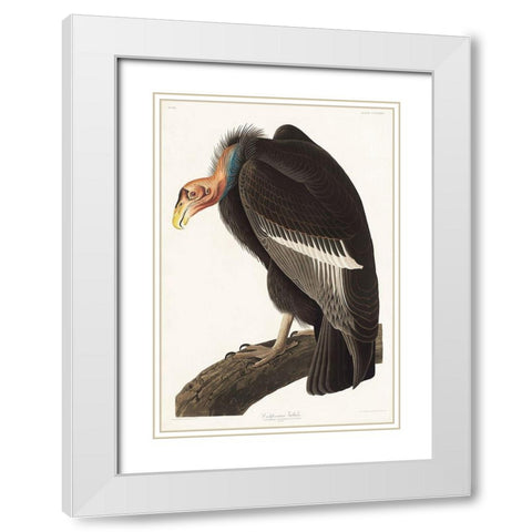 Californian Vulture White Modern Wood Framed Art Print with Double Matting by Audubon, John James