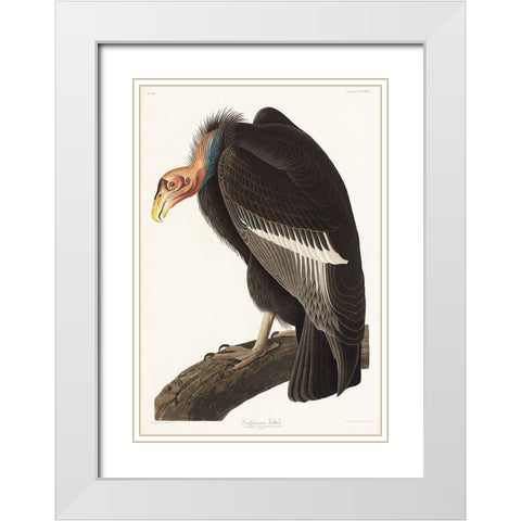 Californian Vulture White Modern Wood Framed Art Print with Double Matting by Audubon, John James