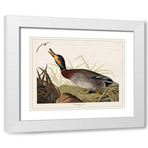 Bemaculated Duck White Modern Wood Framed Art Print with Double Matting by Audubon, John James