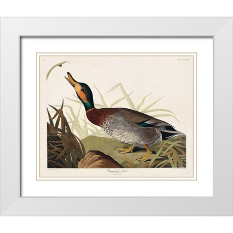 Bemaculated Duck White Modern Wood Framed Art Print with Double Matting by Audubon, John James