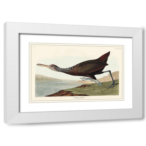 Scolopaceus Courlan White Modern Wood Framed Art Print with Double Matting by Audubon, John James