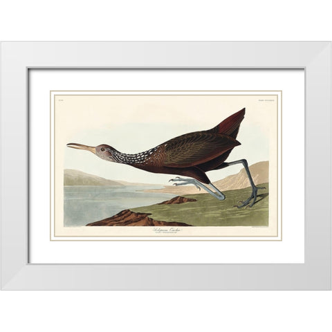Scolopaceus Courlan White Modern Wood Framed Art Print with Double Matting by Audubon, John James
