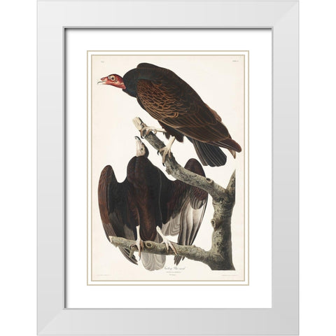 Turkey Buzzard White Modern Wood Framed Art Print with Double Matting by Audubon, John James