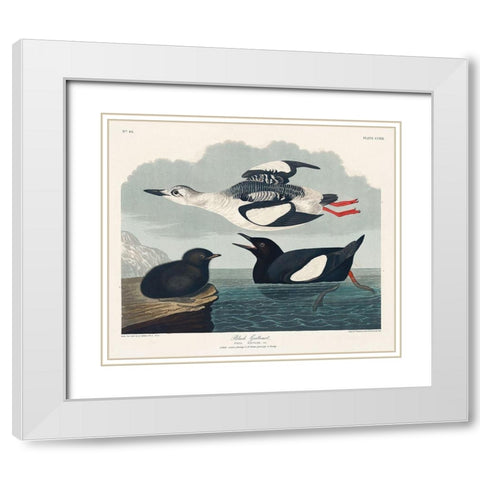 Black Guillemot White Modern Wood Framed Art Print with Double Matting by Audubon, John James