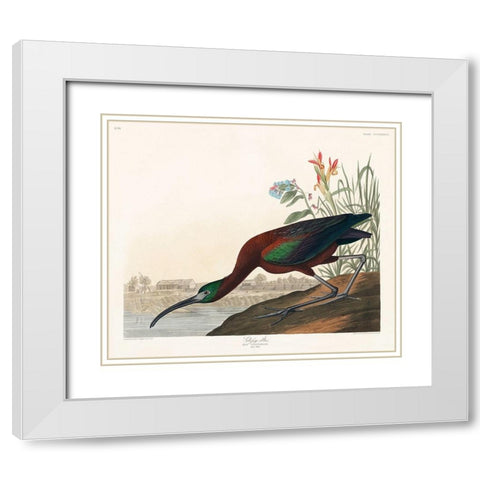 Glossy Ibis White Modern Wood Framed Art Print with Double Matting by Audubon, John James