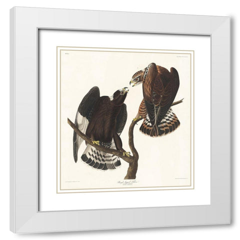 Rough-legged Falcon White Modern Wood Framed Art Print with Double Matting by Audubon, John James