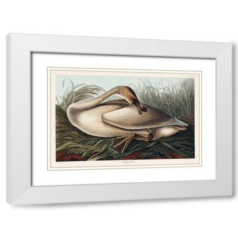 Trumpeter Swan White Modern Wood Framed Art Print with Double Matting by Audubon, John James