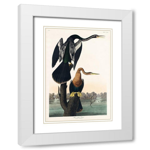Black-bellied Darter White Modern Wood Framed Art Print with Double Matting by Audubon, John James