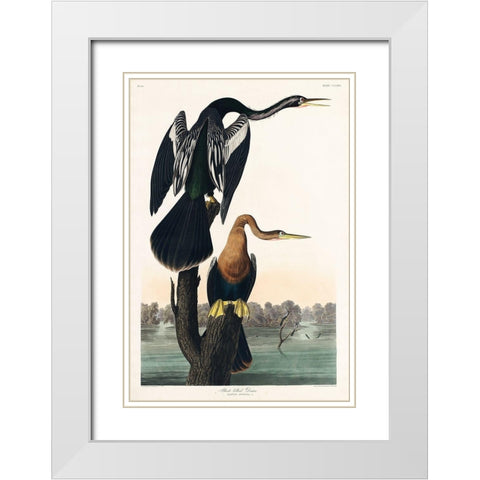 Black-bellied Darter White Modern Wood Framed Art Print with Double Matting by Audubon, John James
