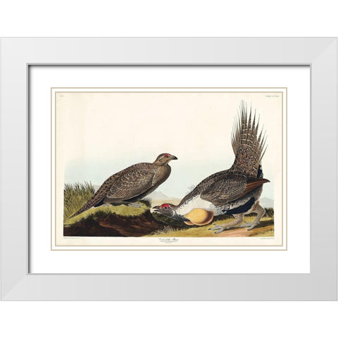 Cock of the Plains White Modern Wood Framed Art Print with Double Matting by Audubon, John James