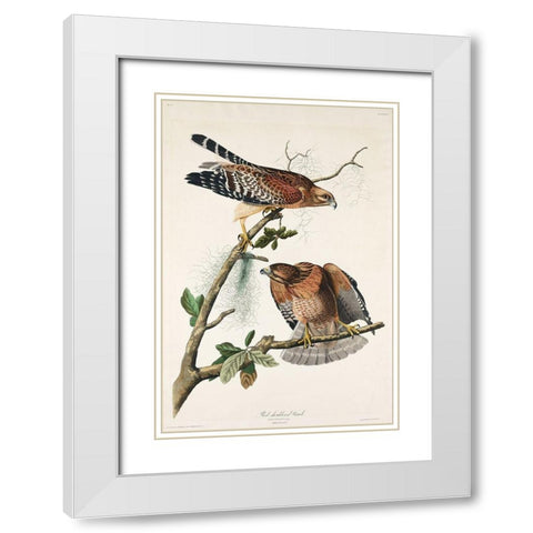 Red-shouldered Hawk White Modern Wood Framed Art Print with Double Matting by Audubon, John James