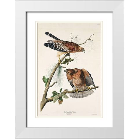 Red-shouldered Hawk White Modern Wood Framed Art Print with Double Matting by Audubon, John James