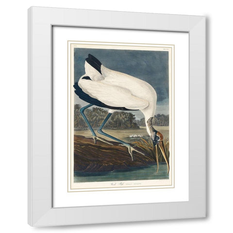 Wood Ibis White Modern Wood Framed Art Print with Double Matting by Audubon, John James