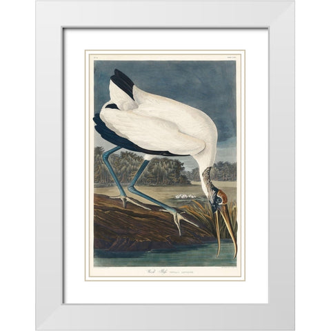 Wood Ibis White Modern Wood Framed Art Print with Double Matting by Audubon, John James