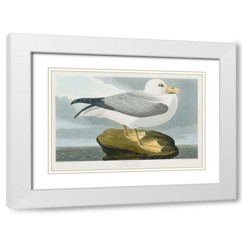 Fulmar Petrel White Modern Wood Framed Art Print with Double Matting by Audubon, John James