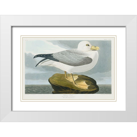 Fulmar Petrel White Modern Wood Framed Art Print with Double Matting by Audubon, John James
