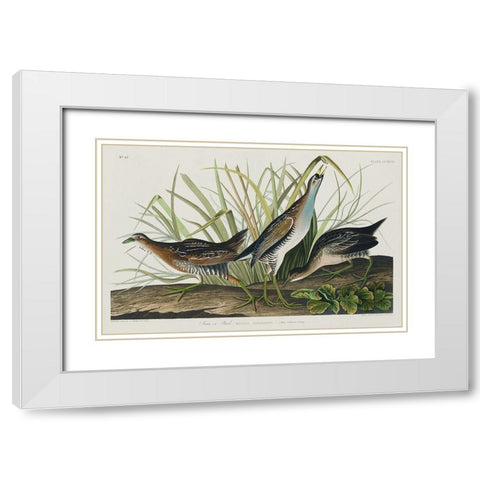 Sora, or Rail White Modern Wood Framed Art Print with Double Matting by Audubon, John James