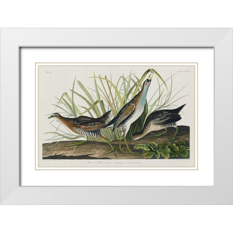 Sora, or Rail White Modern Wood Framed Art Print with Double Matting by Audubon, John James