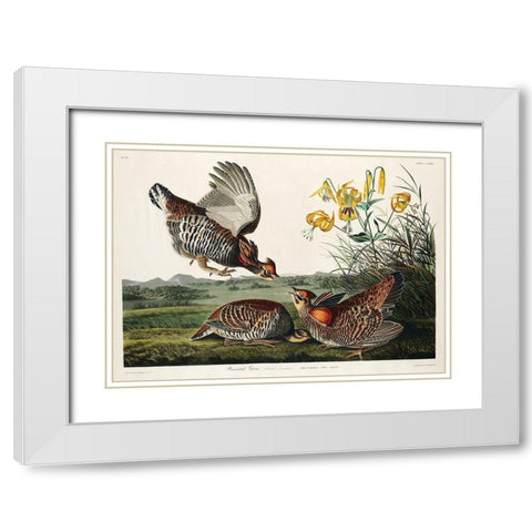 Pinnated Grouse White Modern Wood Framed Art Print with Double Matting by Audubon, John James