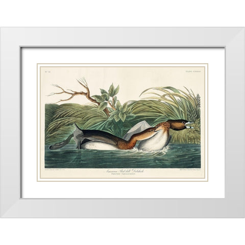 American Pied-billed White Modern Wood Framed Art Print with Double Matting by Audubon, John James