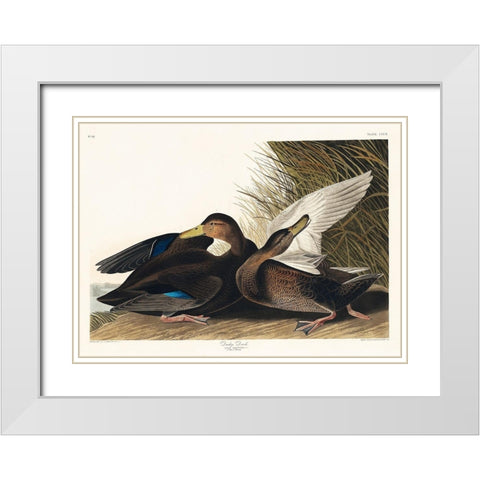 Dusky Duck White Modern Wood Framed Art Print with Double Matting by Audubon, John James