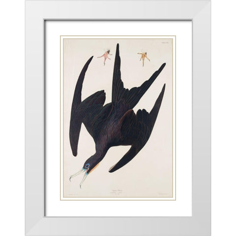 Frigate Pelican White Modern Wood Framed Art Print with Double Matting by Audubon, John James