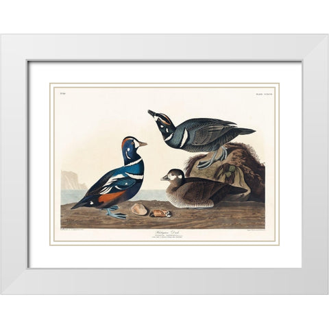 Harlequin Duck White Modern Wood Framed Art Print with Double Matting by Audubon, John James