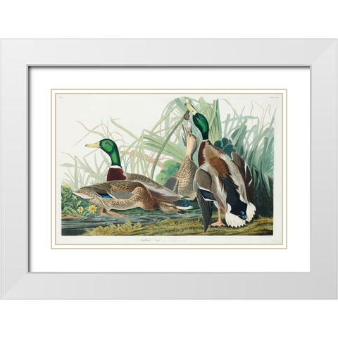 Mallard Duck White Modern Wood Framed Art Print with Double Matting by Audubon, John James