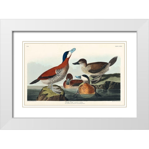 Ruddy Duck White Modern Wood Framed Art Print with Double Matting by Audubon, John James