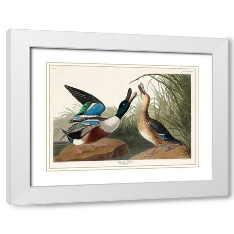Shoveller Duck White Modern Wood Framed Art Print with Double Matting by Audubon, John James