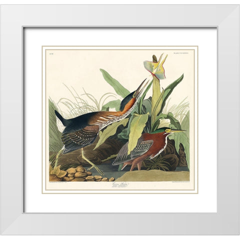 Green Heron White Modern Wood Framed Art Print with Double Matting by Audubon, John James