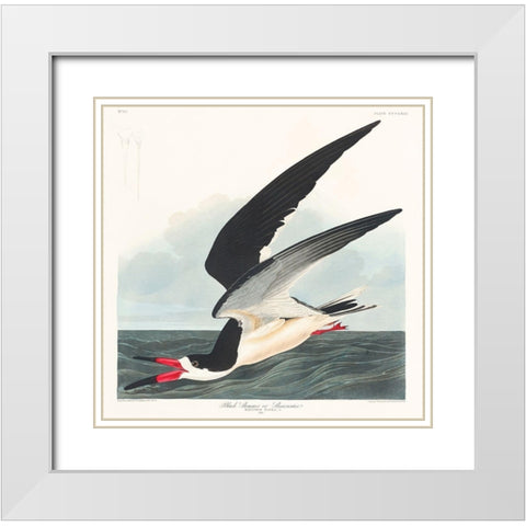 Black Skimmer White Modern Wood Framed Art Print with Double Matting by Audubon, John James