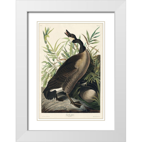 Canada Goose White Modern Wood Framed Art Print with Double Matting by Audubon, John James