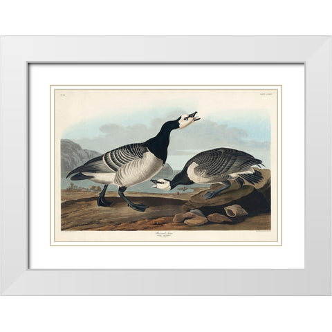 Barnacle Goose White Modern Wood Framed Art Print with Double Matting by Audubon, John James