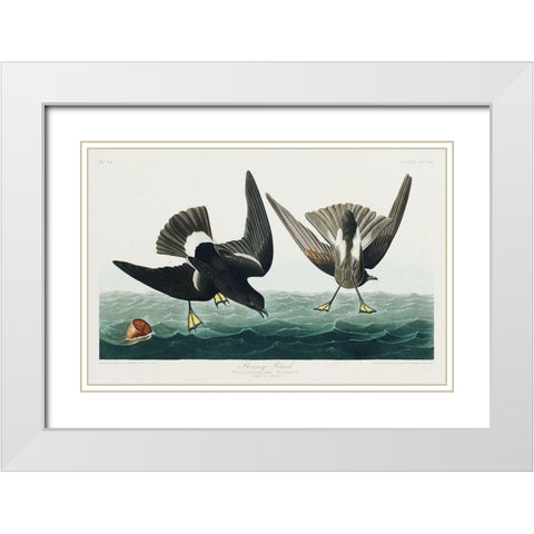 Stormy Petrel White Modern Wood Framed Art Print with Double Matting by Audubon, John James