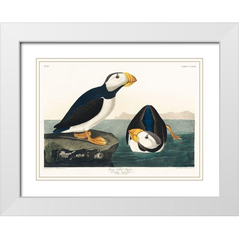 Large billed Puffin White Modern Wood Framed Art Print with Double Matting by Audubon, John James