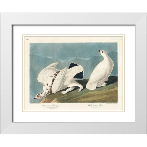 American Ptarmigan and White-tailed Grous White Modern Wood Framed Art Print with Double Matting by Audubon, John James