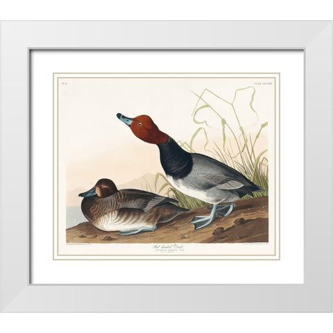 Red-headed Duck White Modern Wood Framed Art Print with Double Matting by Audubon, John James