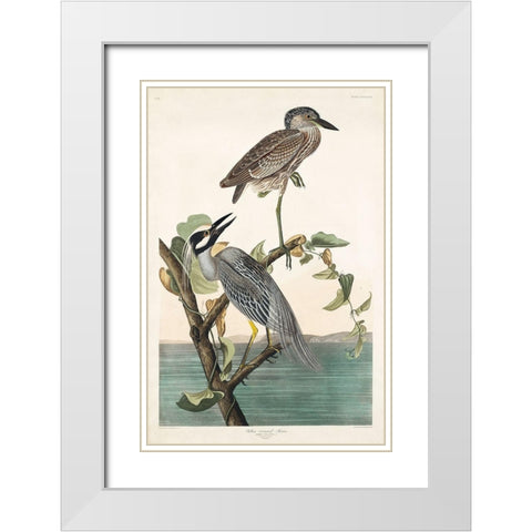 Yellow-Crowned Heron White Modern Wood Framed Art Print with Double Matting by Audubon, John James