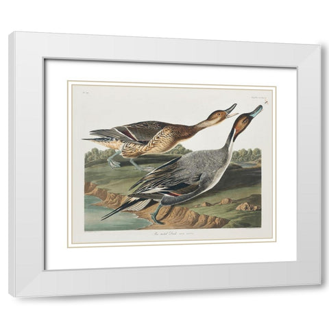 Pin-Tailed Duck White Modern Wood Framed Art Print with Double Matting by Audubon, John James