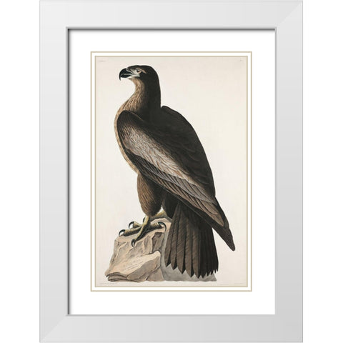 The Bird of Washington or Great American Sea Eagle White Modern Wood Framed Art Print with Double Matting by Audubon, John James