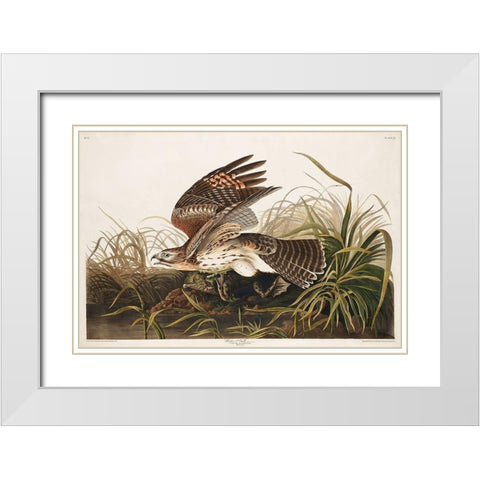 Winter Hawk White Modern Wood Framed Art Print with Double Matting by Audubon, John James